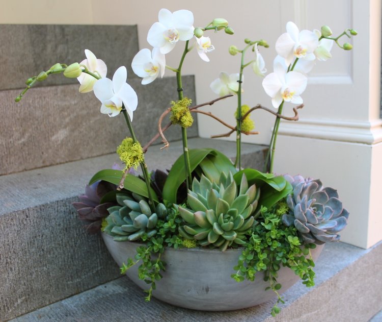 Orchid & Succulent Garden