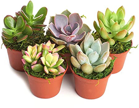 succulent flowers succulents arrangement plant delivery chicago