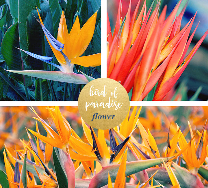 bird of paradise tropical flower delivery Chicago, IL