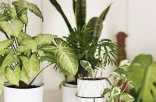 Indoor Plants Flower Delivery Chicago, IL - Send Plant Delivery in Chicago, IL