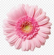 Best Flowers For Mother’s Day | Mother's Day Flowers Chicago