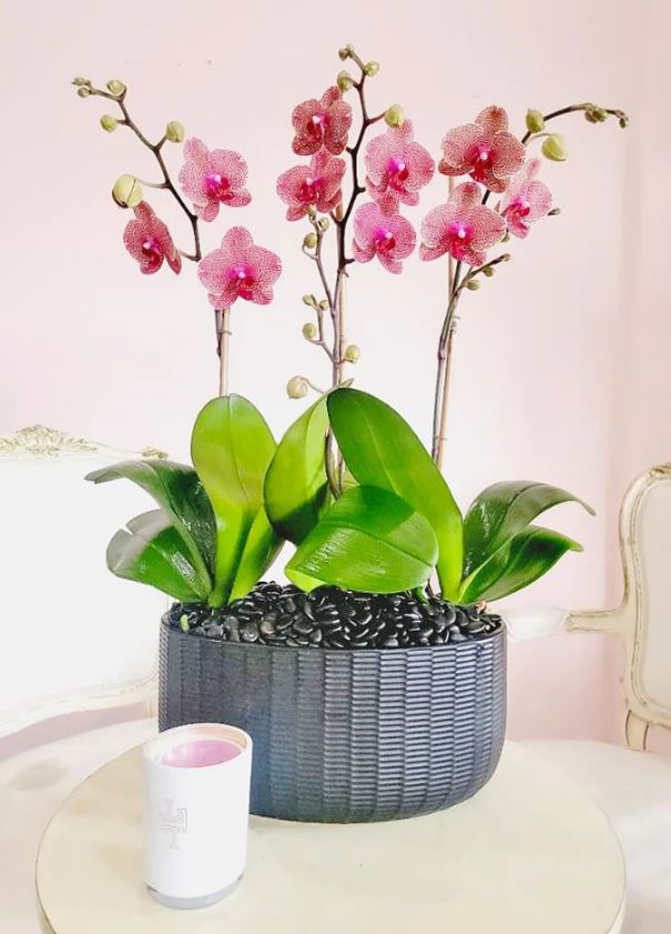 Princessa - www.bloomfloralshop.com
