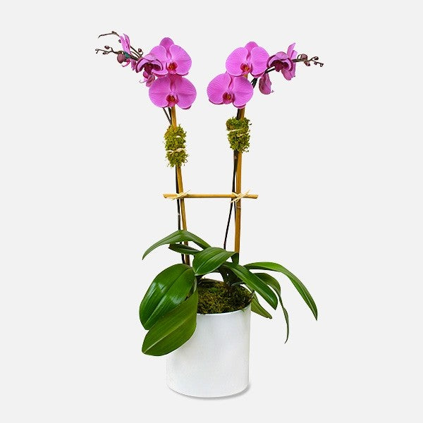 orchid flower delivery chicago same day flower delivery Chicago, IL